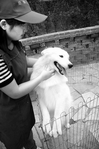 郑州市作出相关规定:定点宠物医院严禁卖狗、