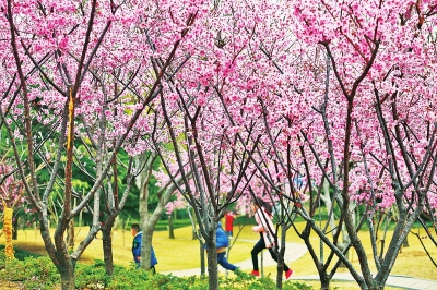 最新版郑州“赏花地图”出炉 找找你家附近有啥公园