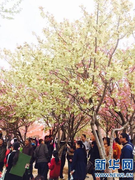 第二届中国鹤壁樱花文化节开幕