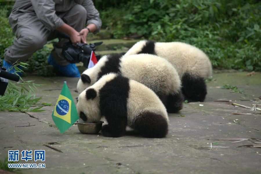 三熊猫预测世界杯揭幕战 最萌小伙伴陪你看足