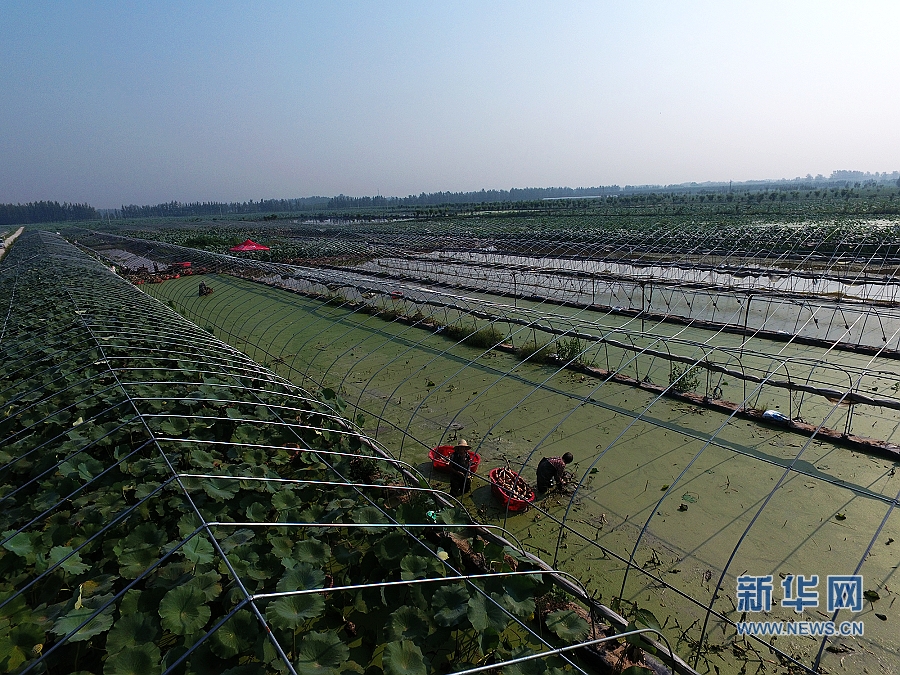河南莲藕种植技术,河南莲藕种植技术与管理