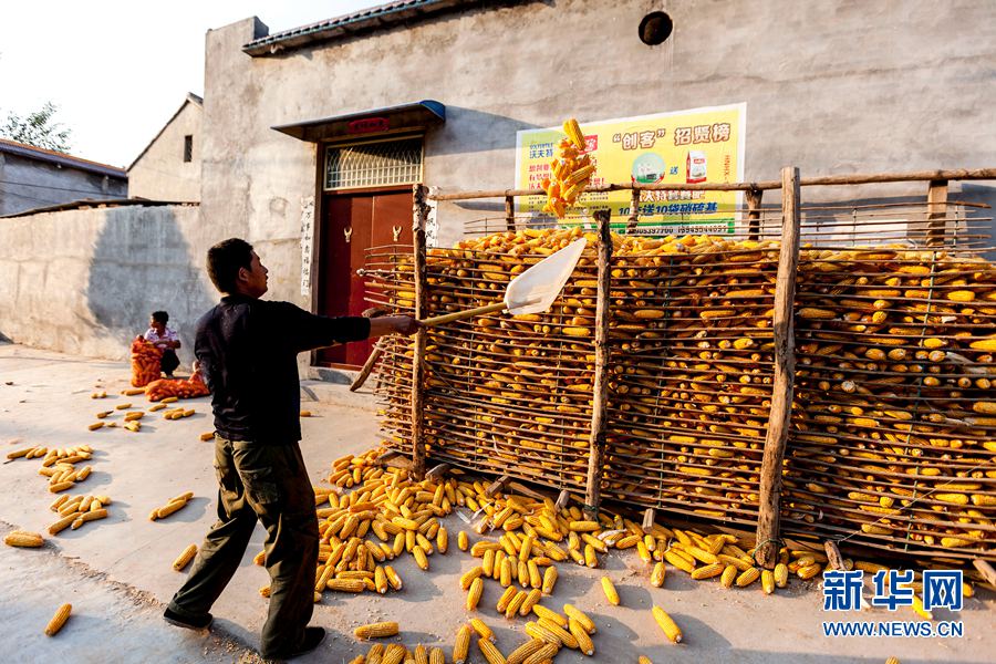 河南滑县:玉米丰收价格低 农民惜售囤积忙