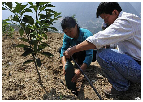 微润连续灌溉:仿生型供水给世界一片绿洲